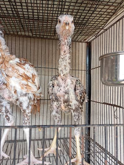 Aseel pair for sale