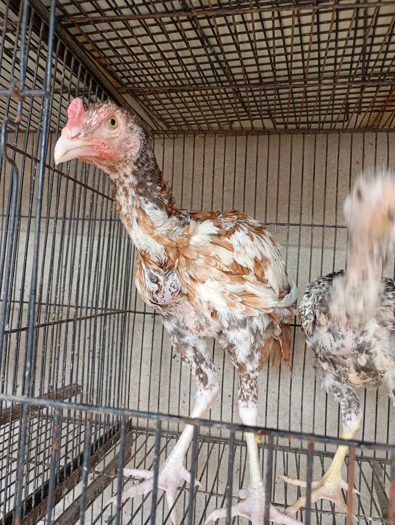 Aseel pair for sale — photo 2