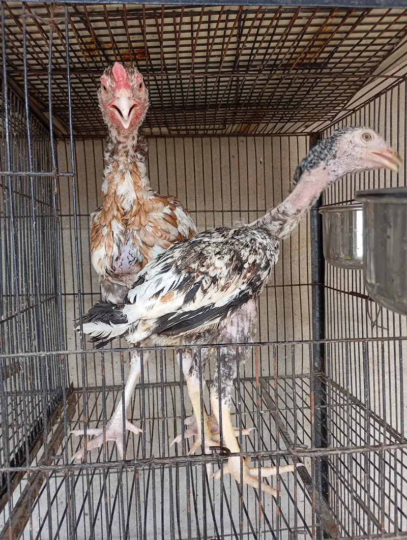Aseel pair for sale — photo 3