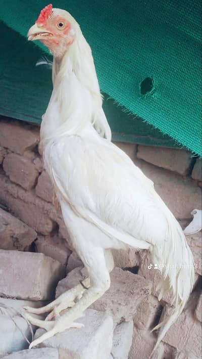 aseel mianwali hera male
