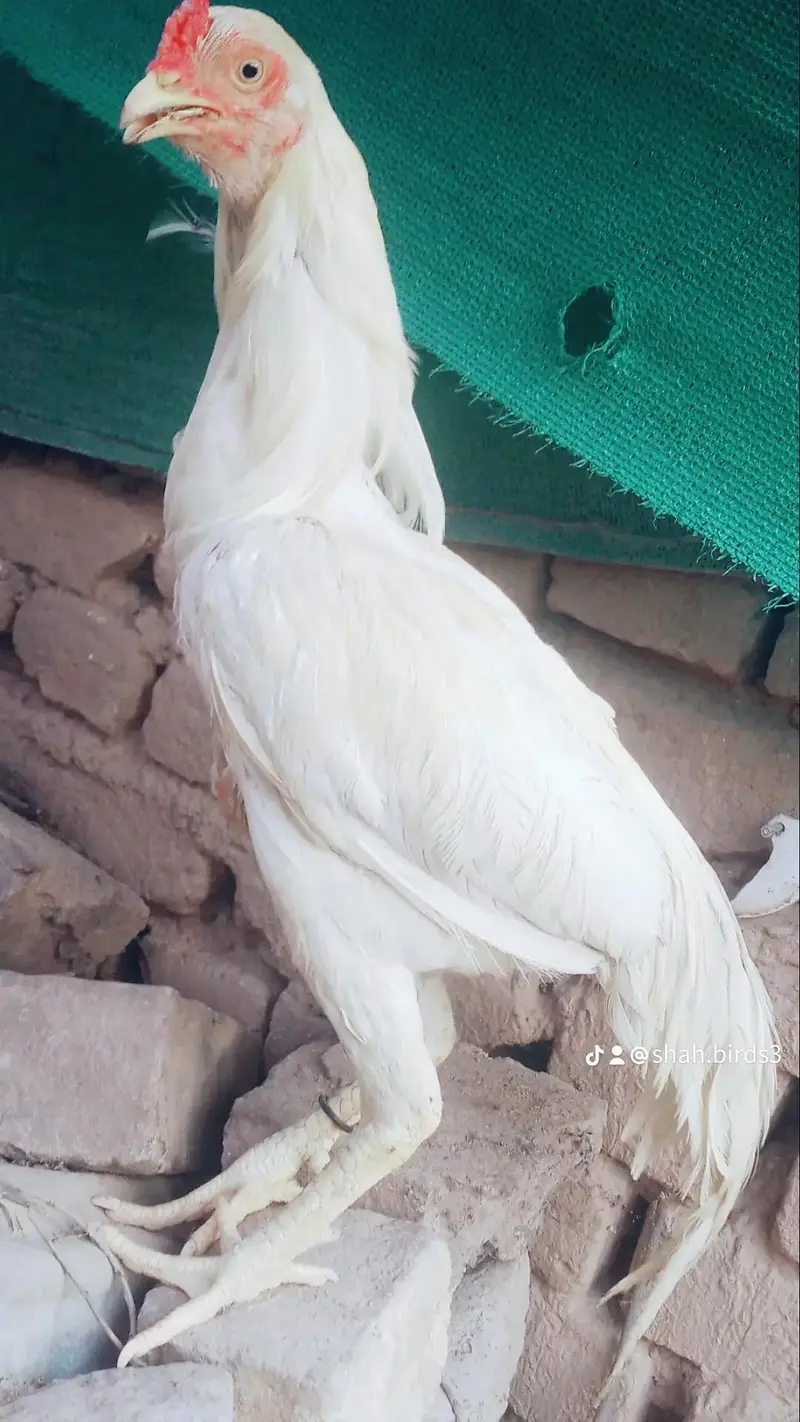 aseel mianwali hera male — photo 3