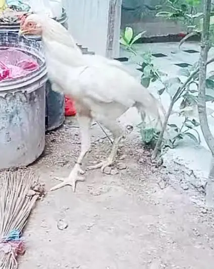 aseel mianwali hera male — photo 5