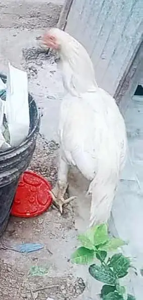 aseel mianwali hera male — photo 6
