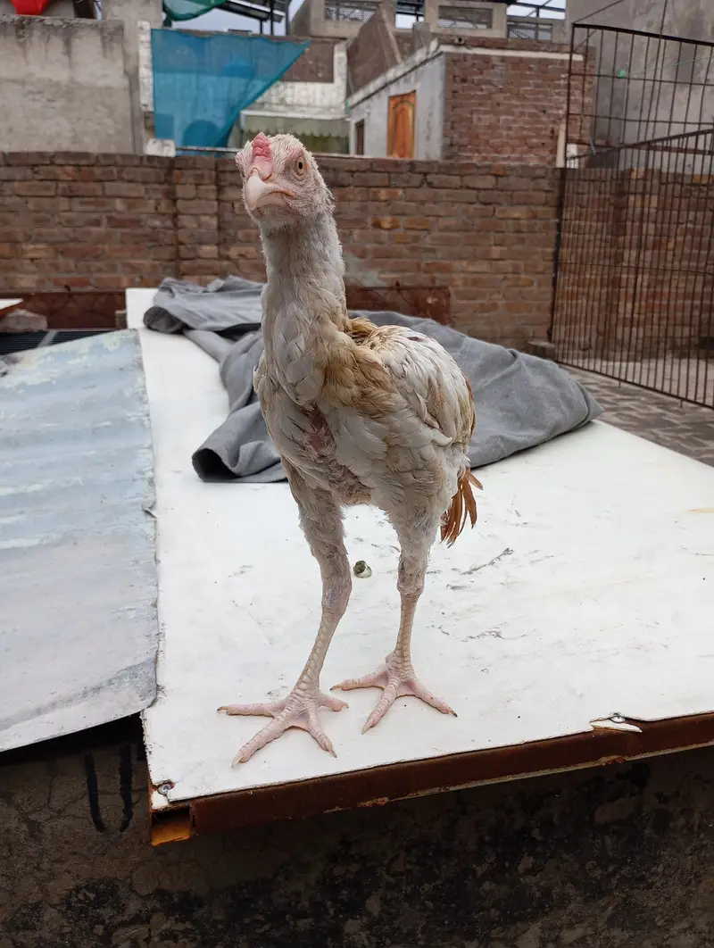 Aseel pair for sale — photo 4