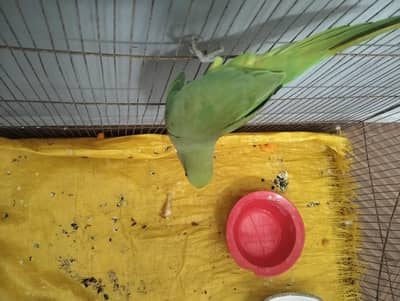 female raw parrot for sale