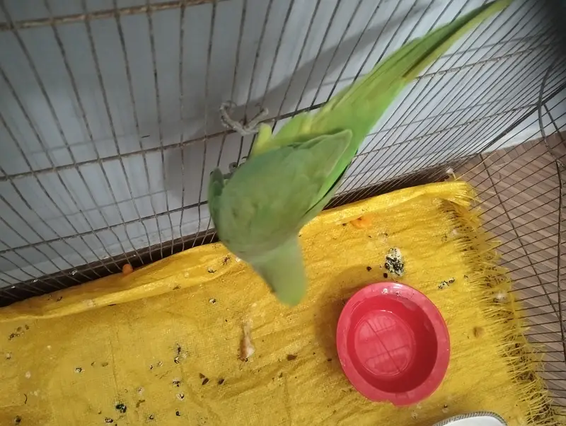 female raw parrot for sale — photo 2