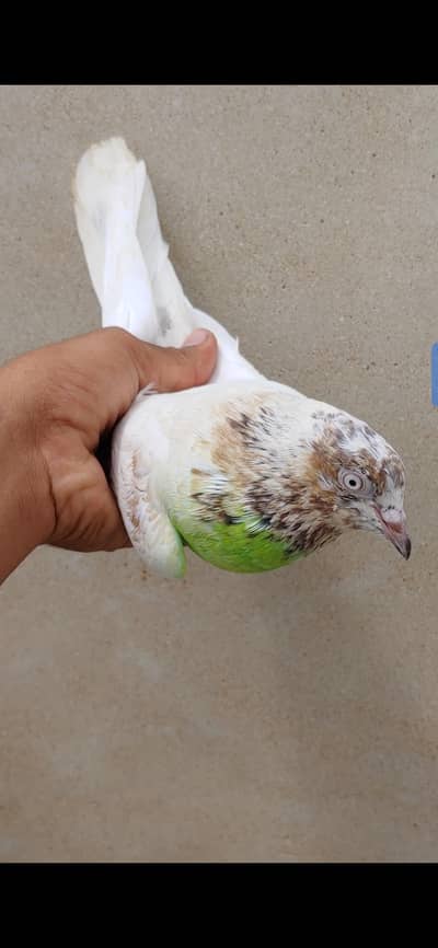 kabli femal for sale.