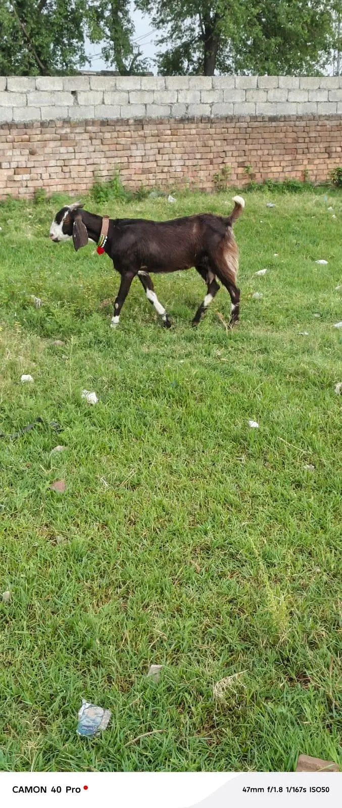 doodh wali bakri for sale — photo 3
