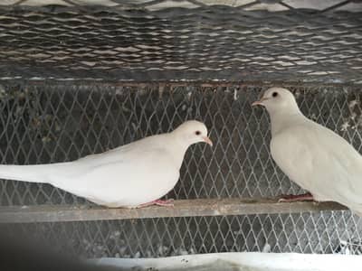 dove ( khumray) 03027404545