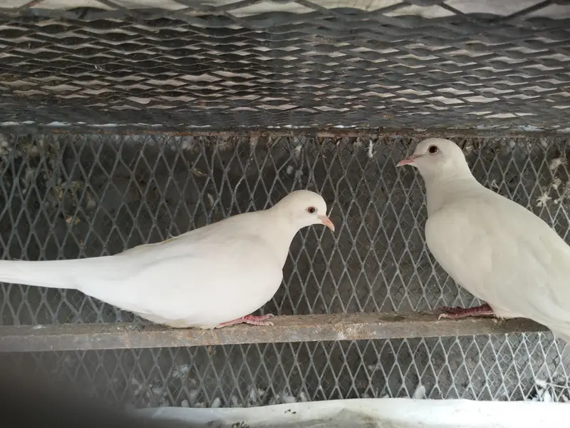 dove ( khumray) 03027404545