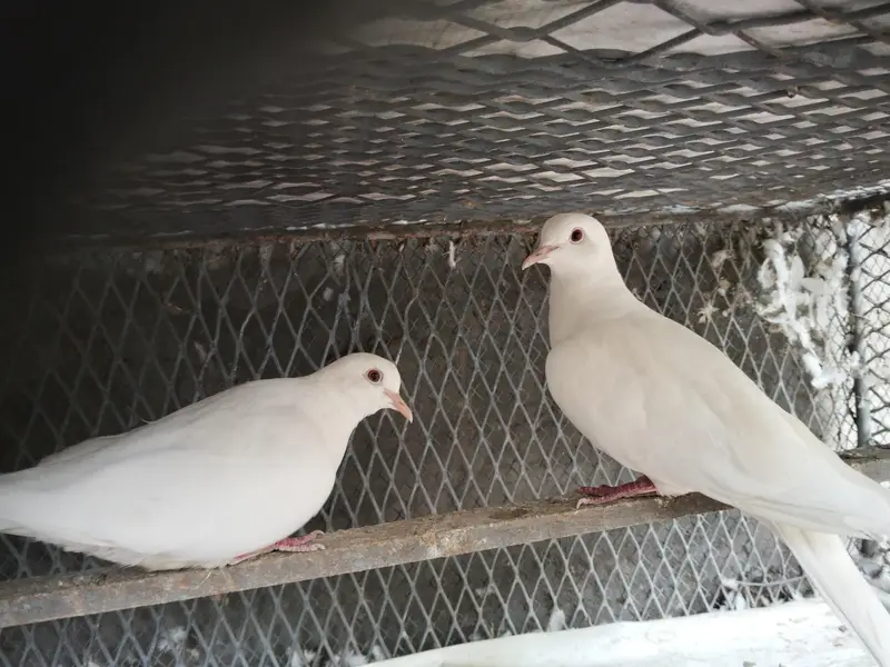 dove ( khumray) 03027404545 — photo 2
