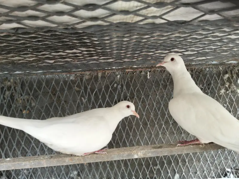 dove ( khumray) 03027404545 — photo 3