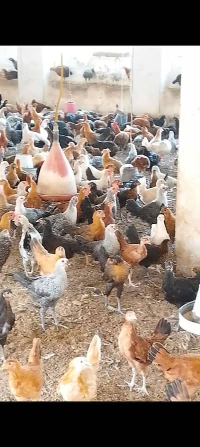 Desi Misri Golden Female for sale
