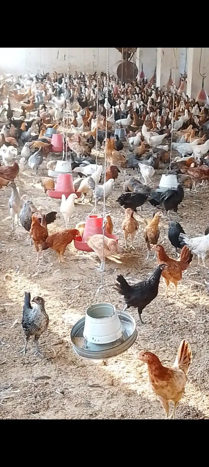 Desi Misri Golden Female for sale — photo 3
