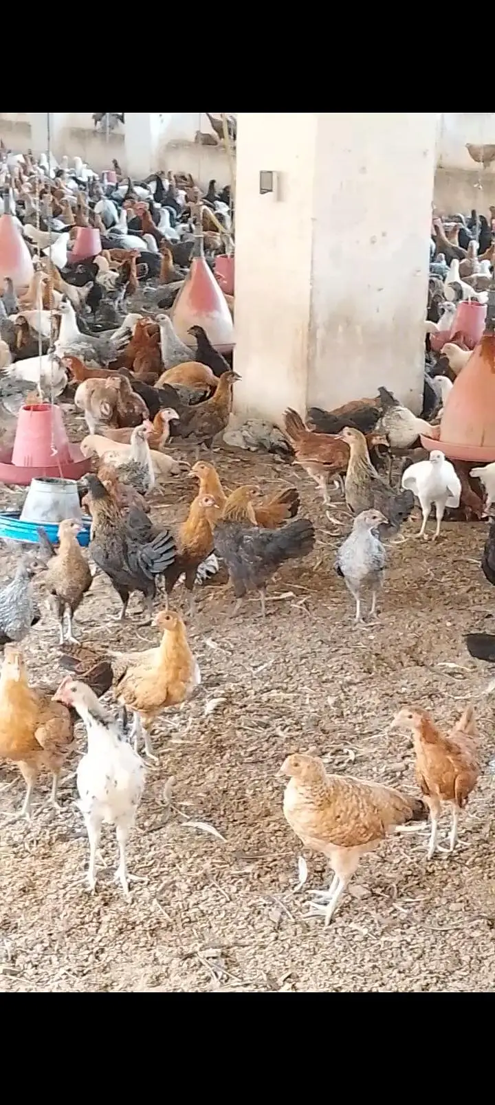 Desi Misri Golden Female for sale — photo 4