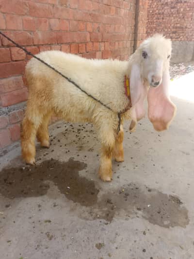 Kajla bacha for sale