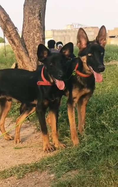 alshishian bhgiyara pair for sale