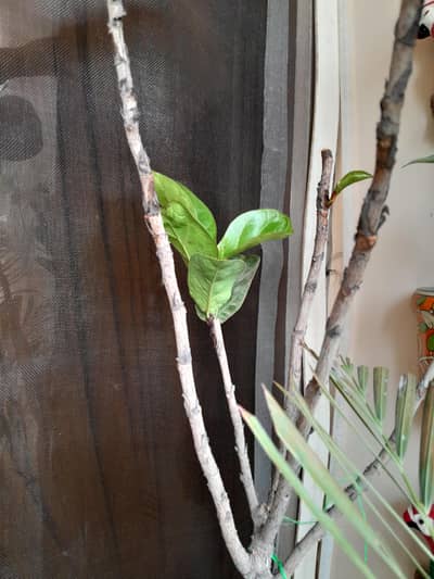 selling in door plants with new pots number of plants 10 i