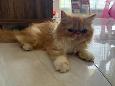 URGENT PECKY FACED PERSIAM KITTEN FOR SALE