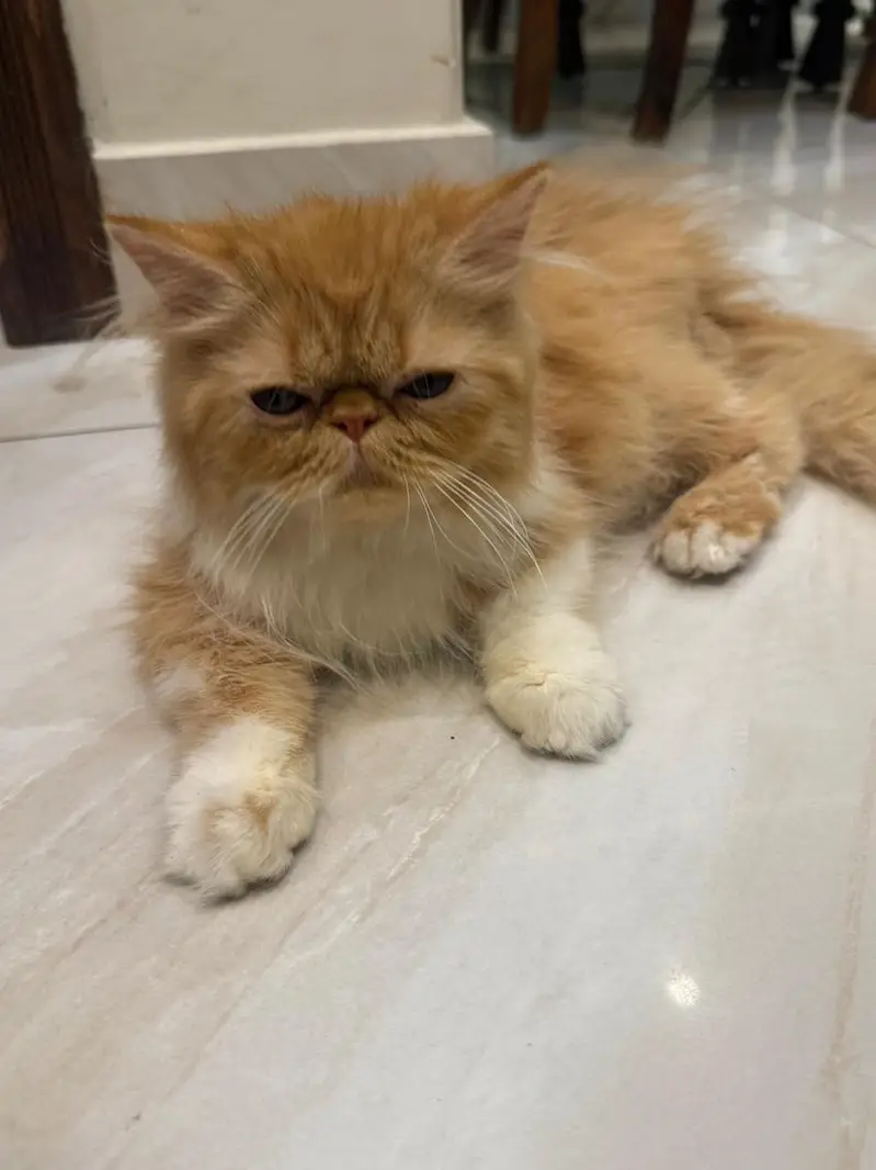 URGENT PECKY FACED PERSIAM KITTEN FOR SALE — photo 2