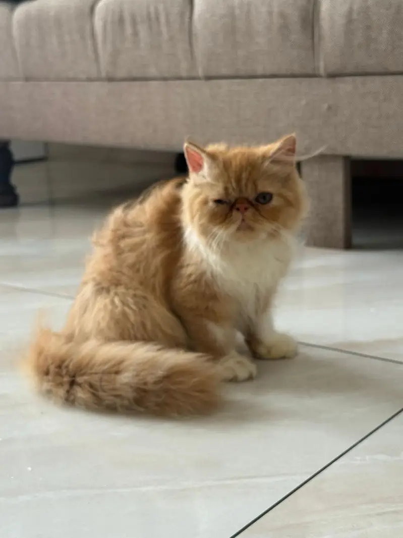 URGENT PECKY FACED PERSIAM KITTEN FOR SALE — photo 3