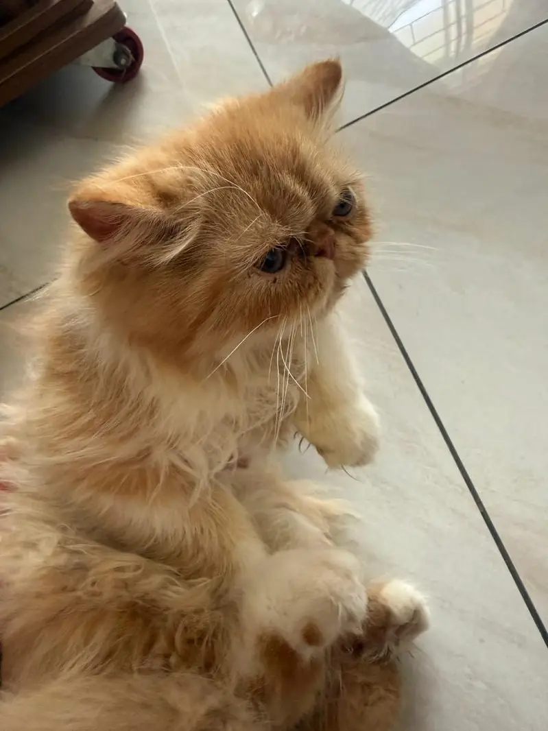 URGENT PECKY FACED PERSIAM KITTEN FOR SALE — photo 4