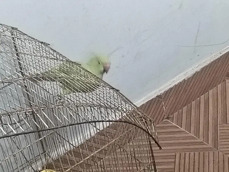 female raw parrot for sale — photo 3