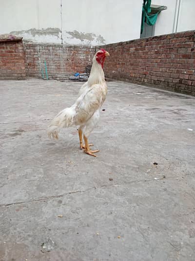 white oshamo male | shamo murga | 03216125149