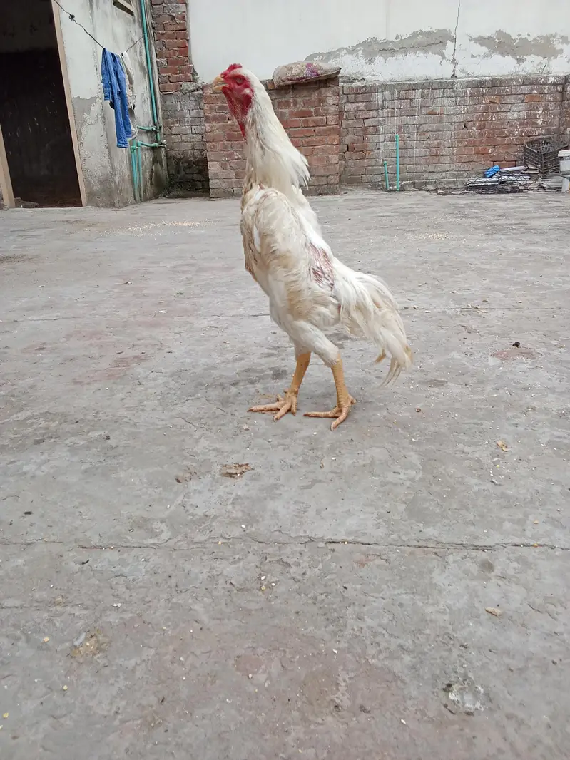 white oshamo male | shamo murga | 03216125149 — photo 2
