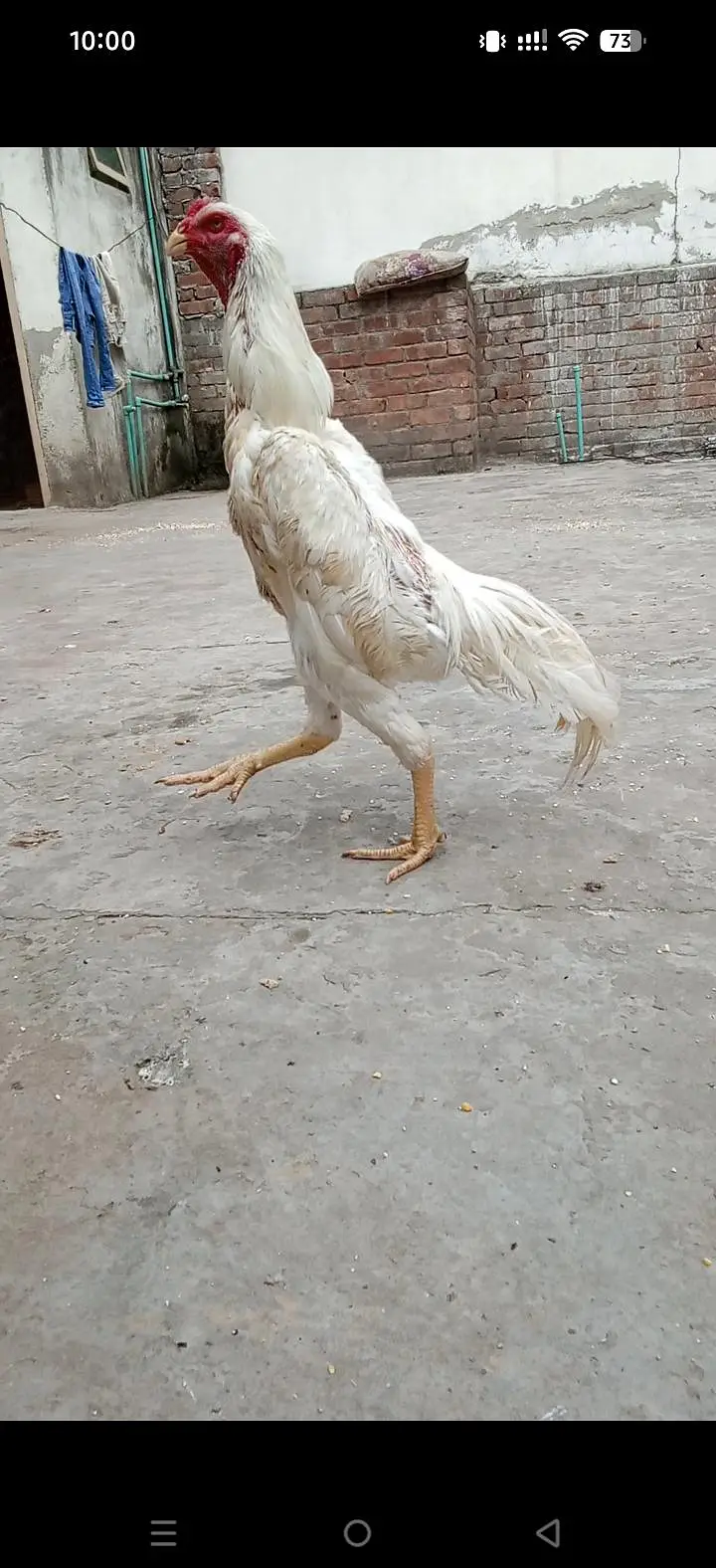 white oshamo male | shamo murga | 03216125149 — photo 3