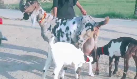 desi Bakri for sale
