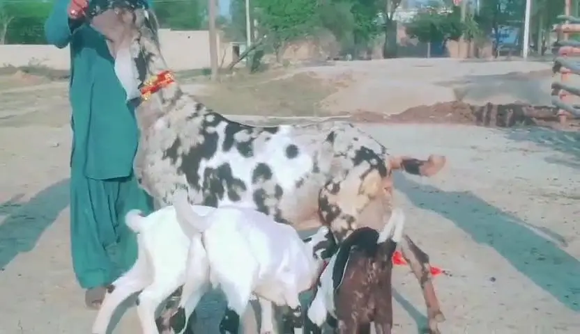 desi Bakri for sale — photo 3