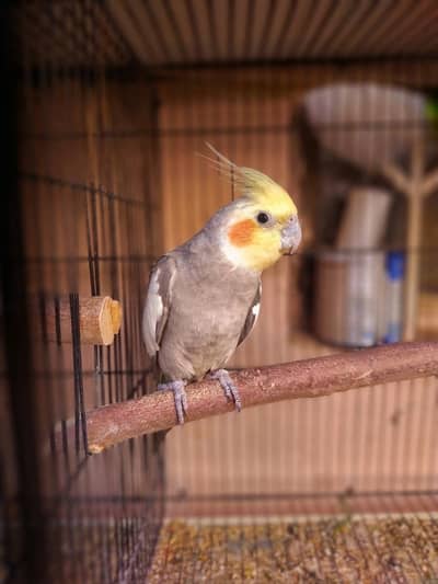 Gry male cockatiel