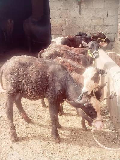 6 jrsi wachyan ak ravi nsl ki katti for sale,