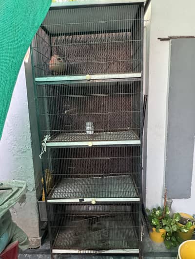 Birds Cage