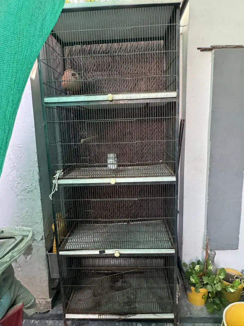 Birds Cage