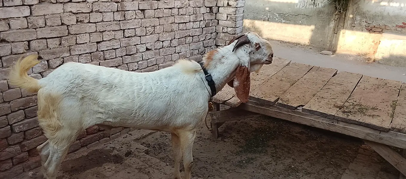 Maka chna — photo 2