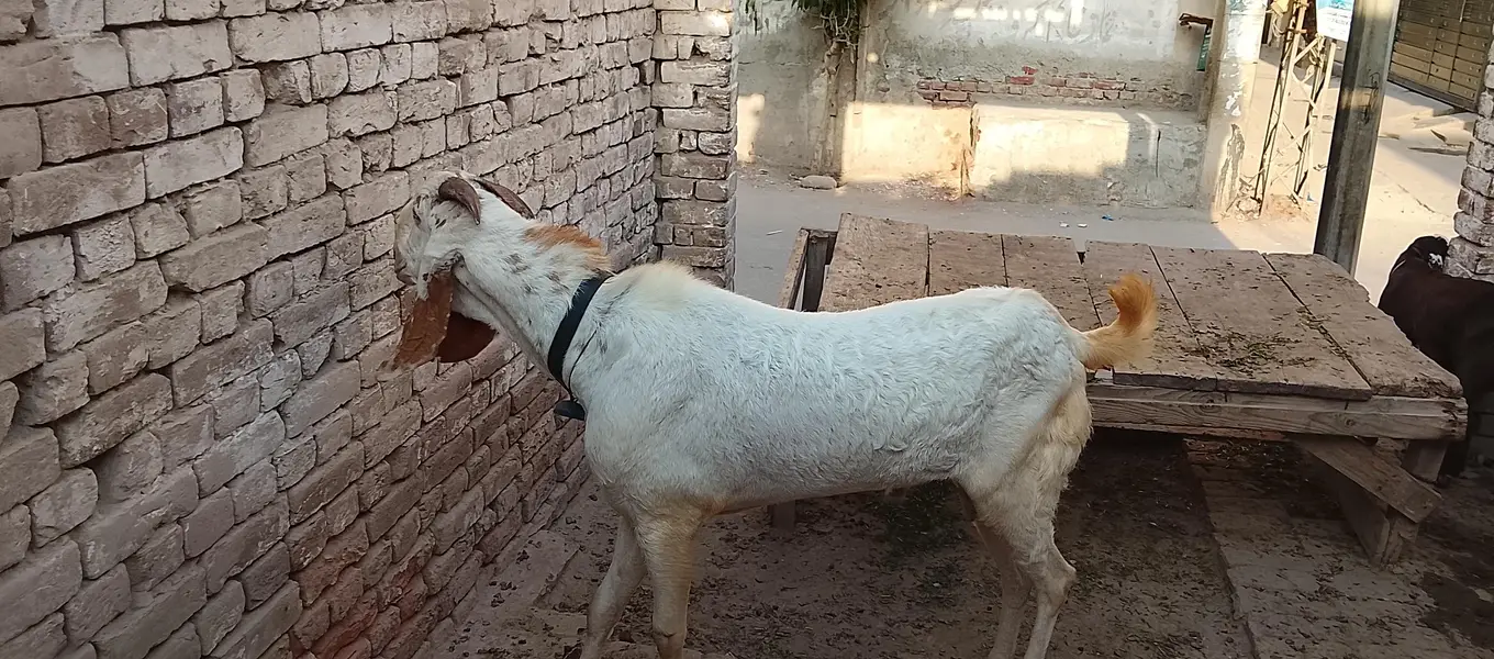 Maka chna — photo 4