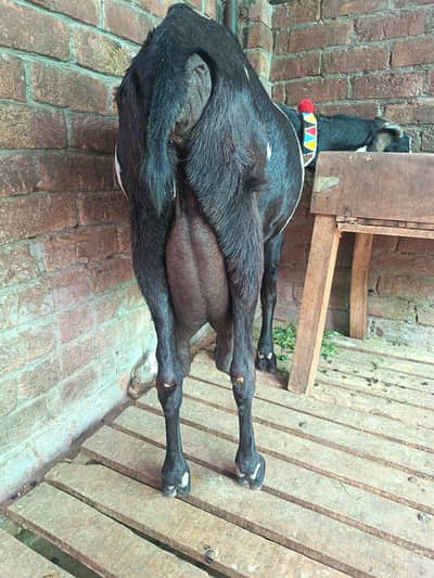 beetal gaban bakri