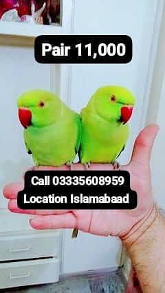 Single 5,500 Pair 11,000 Hand Tamed Friendly Green Ring Neck Parrot's