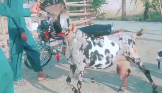 desi Bakri for sale teen bacchon ke sath
