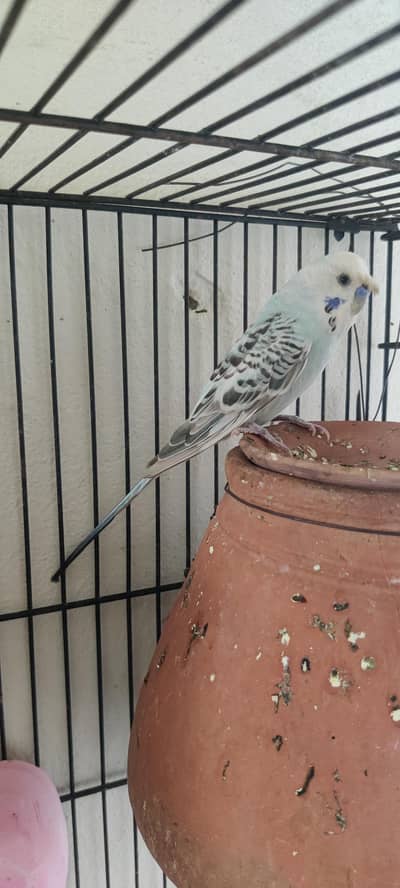 King size TCB breeder pair