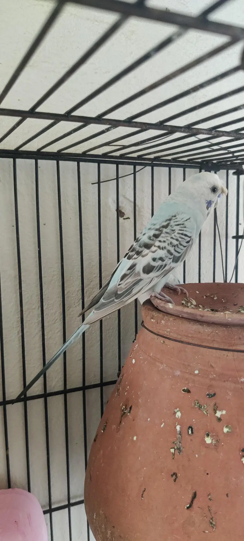 King size TCB breeder pair — photo 2