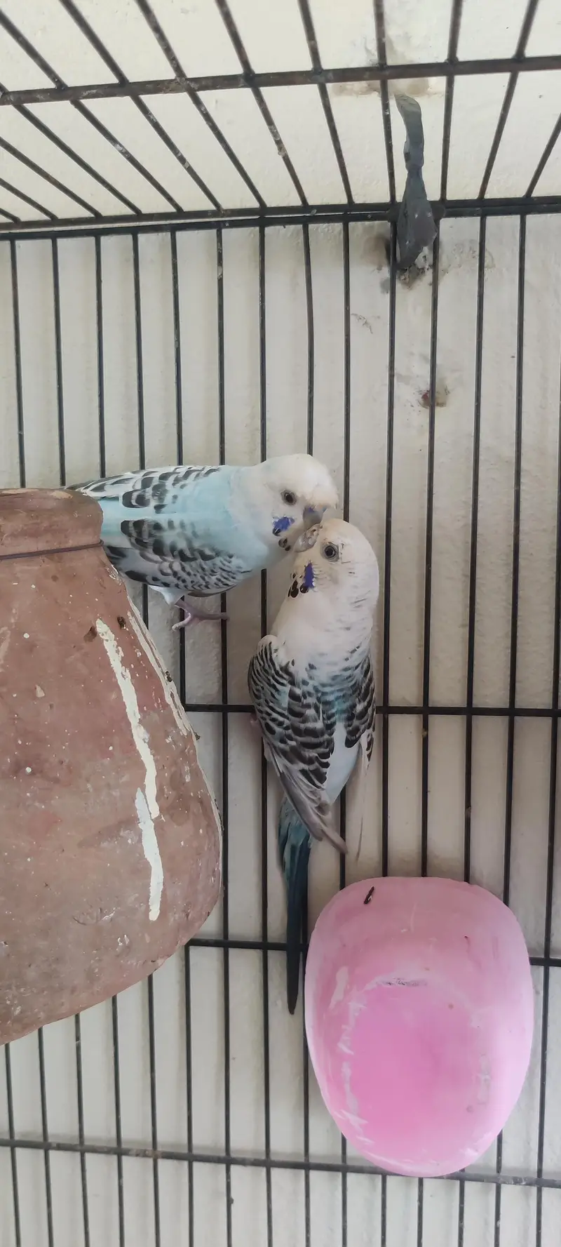 King size TCB breeder pair — photo 3