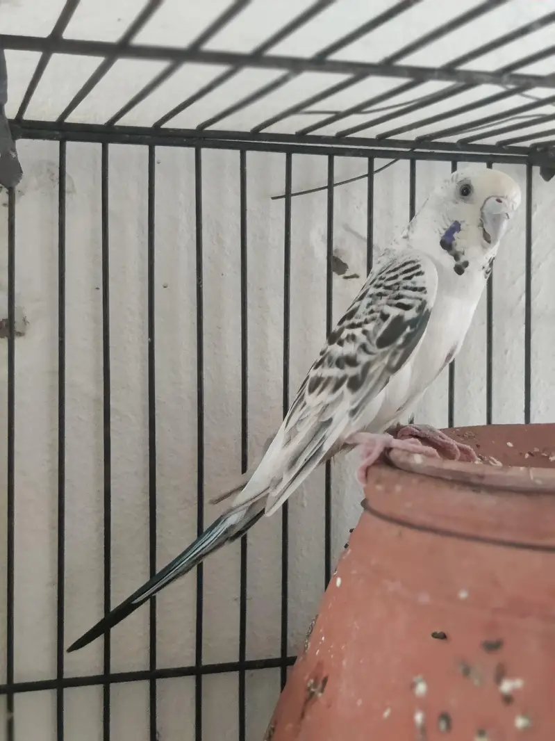 King size TCB breeder pair — photo 4