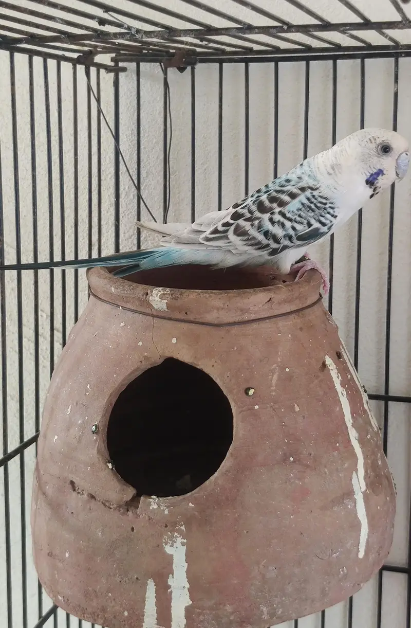 King size TCB breeder pair — photo 5