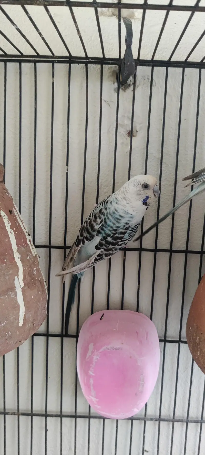 King size TCB breeder pair — photo 6