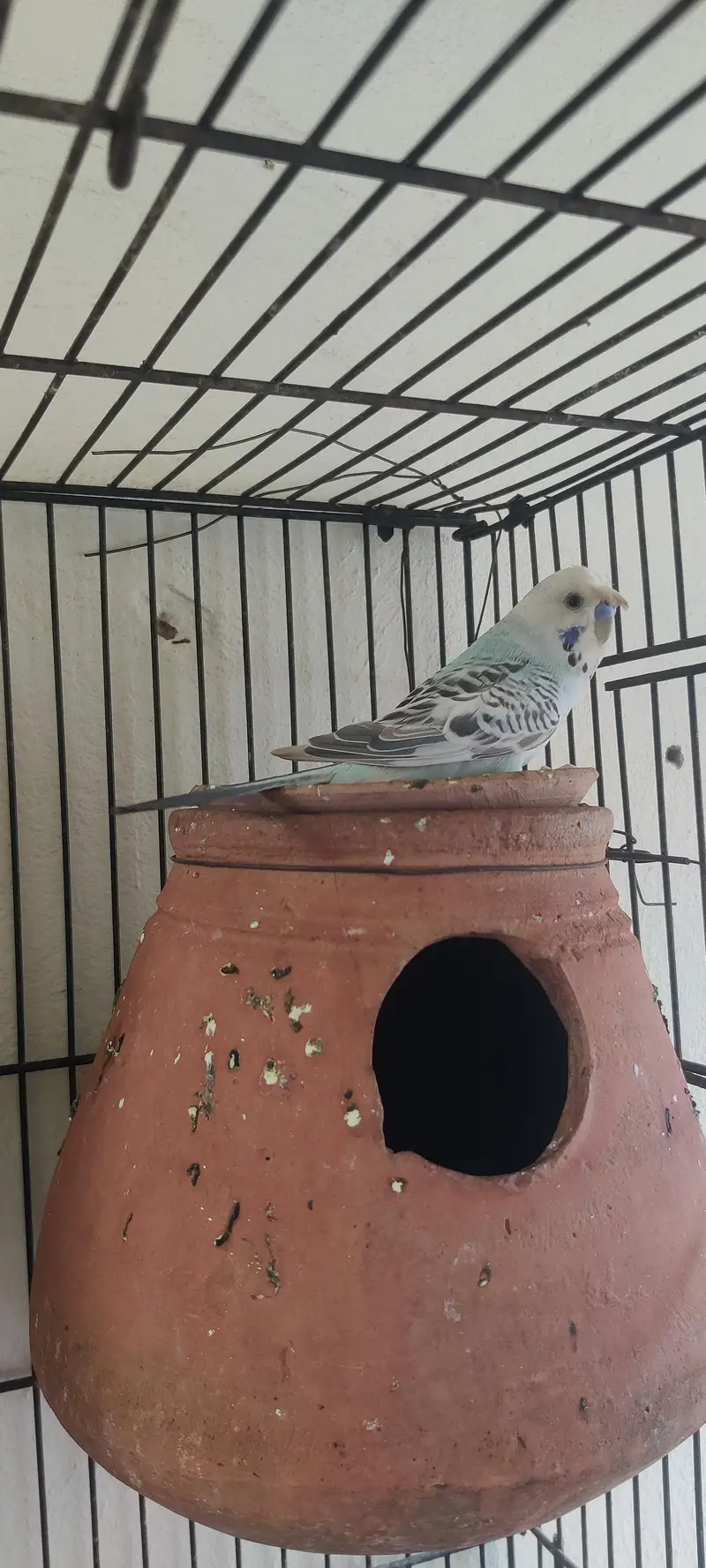King size TCB breeder pair — photo 7