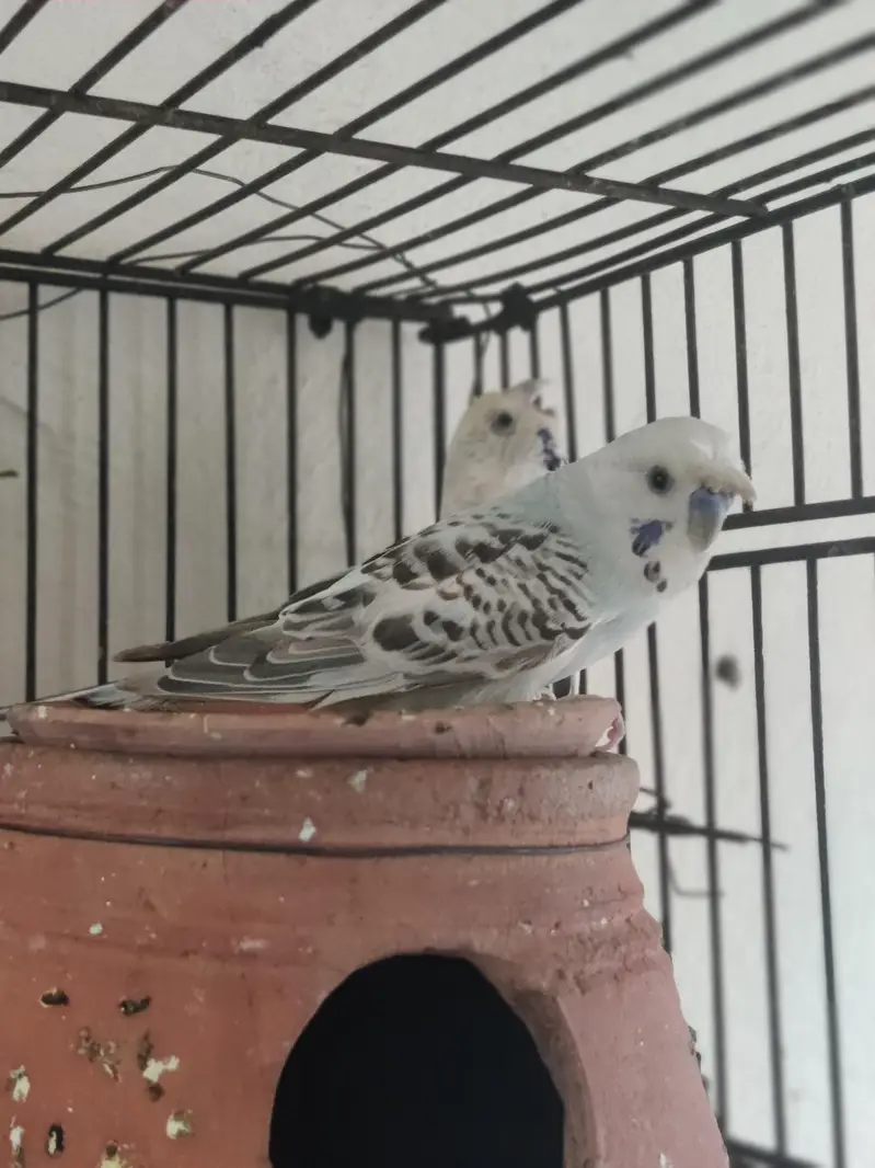 King size TCB breeder pair — photo 8