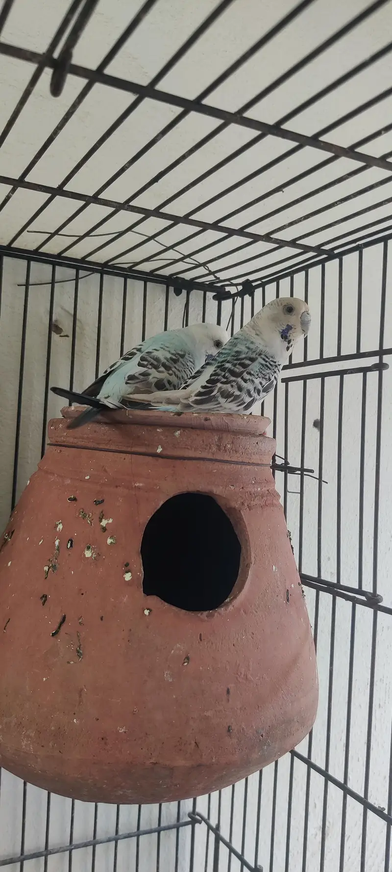 King size TCB breeder pair — photo 9